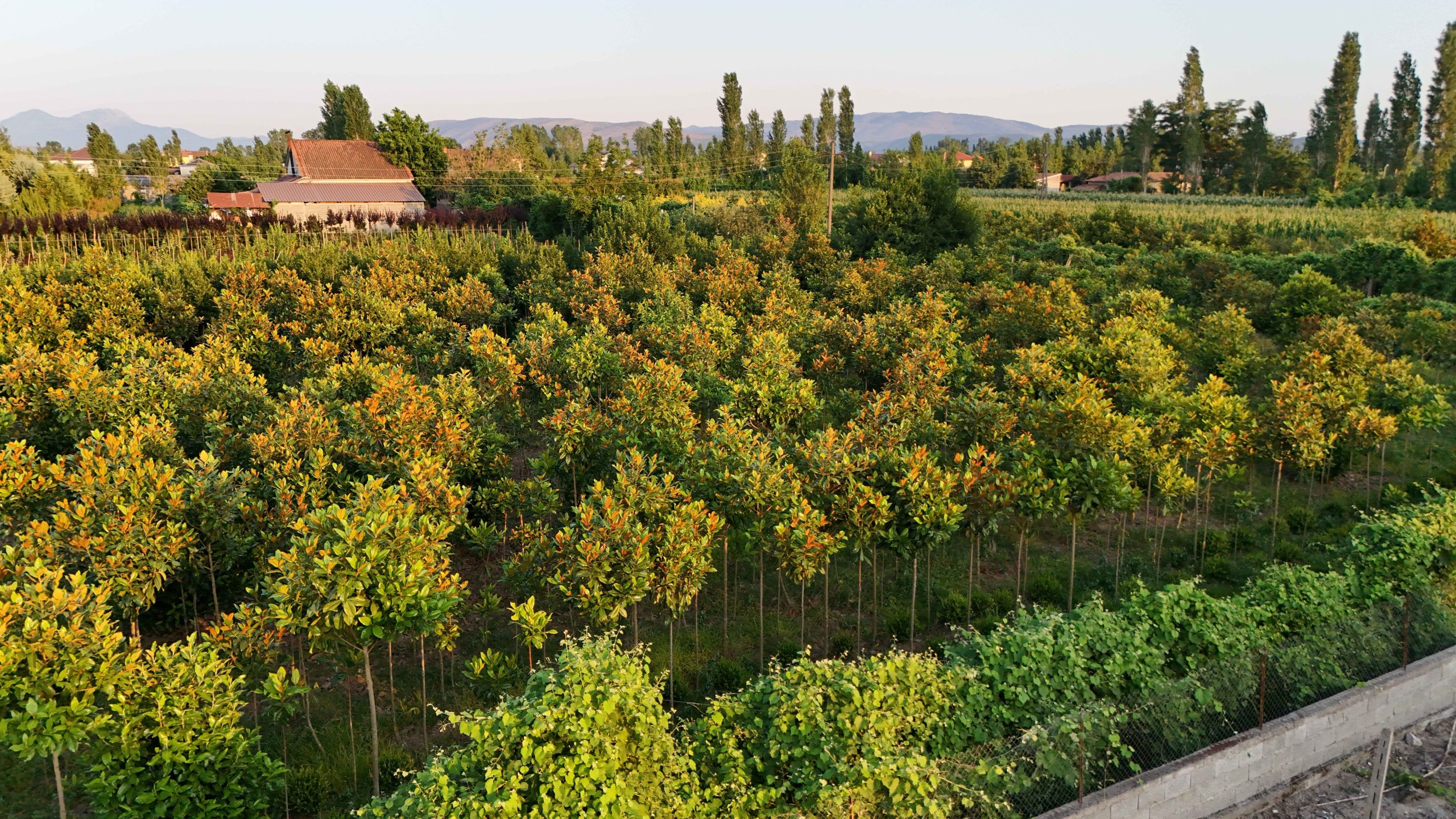 Decorative Trees from Simoni Group