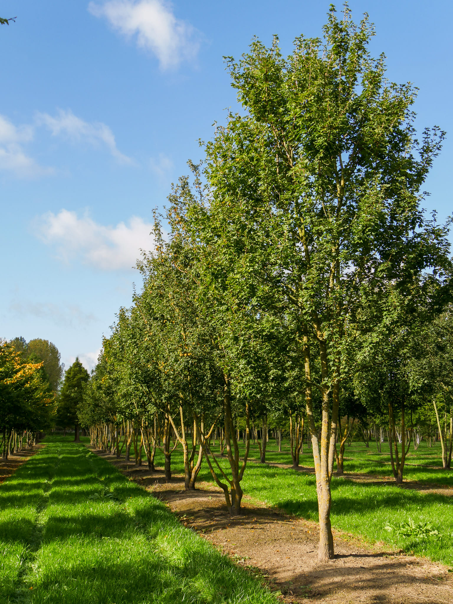 Acer Campestre